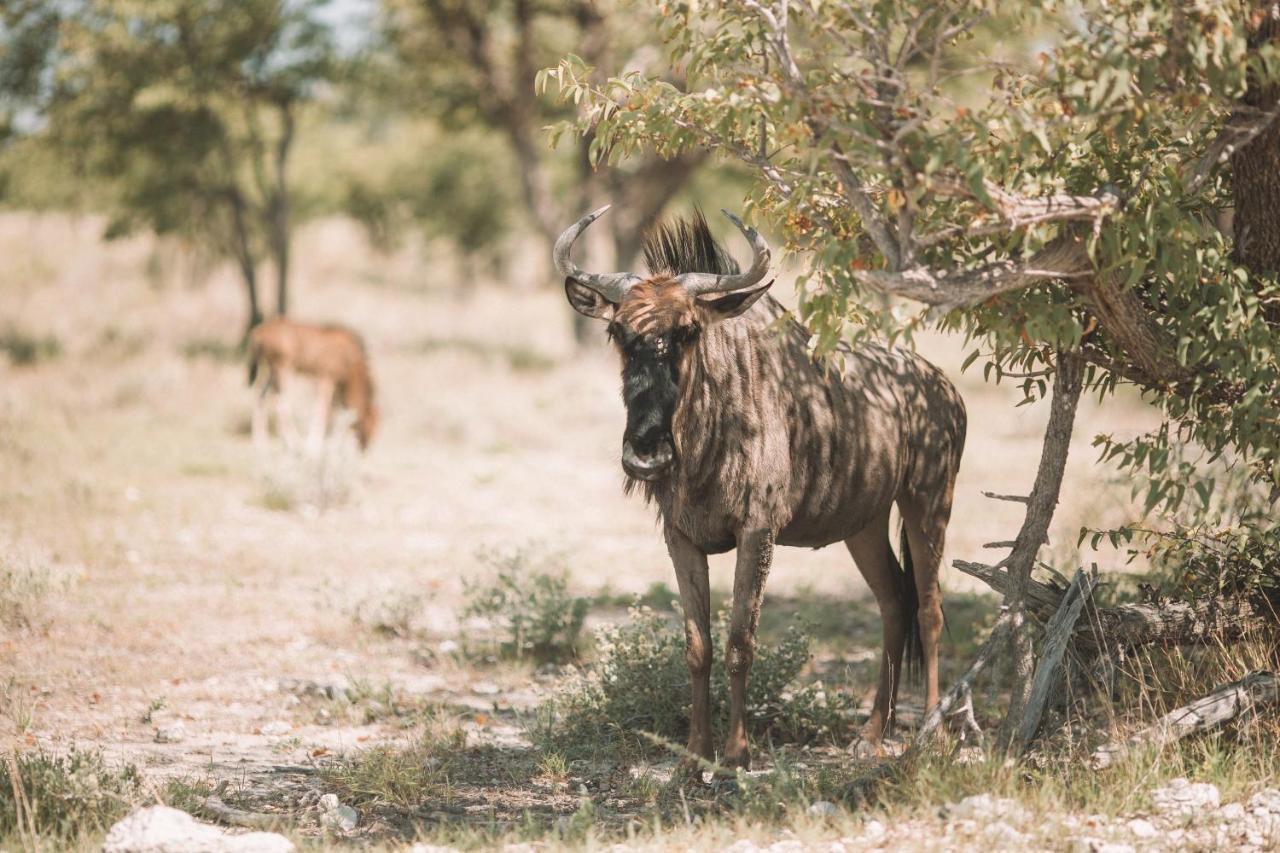 Etosha Safari Campsite Buitenkant foto