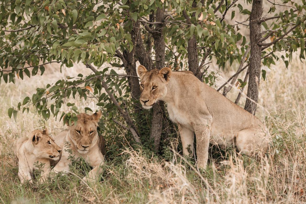 Etosha Safari Campsite Buitenkant foto